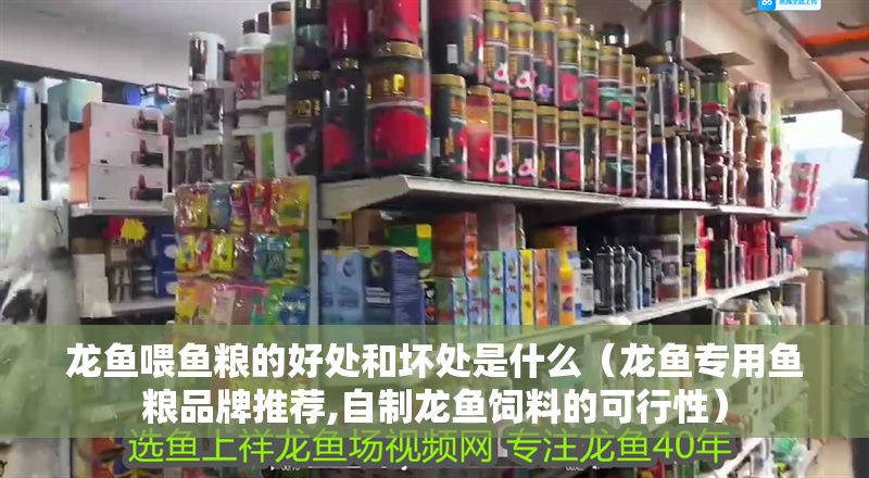 龍魚喂魚糧的好處和壞處是什么（龍魚專用魚糧品牌推薦,自制龍魚飼料的可行性）