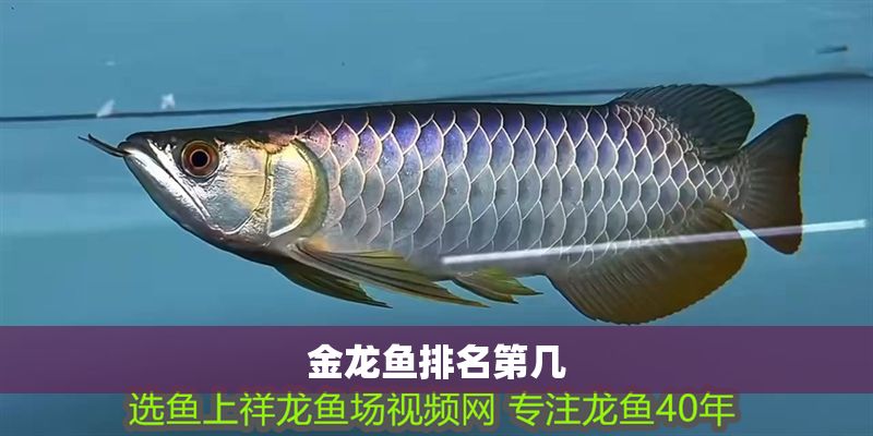 金龍魚排名第幾