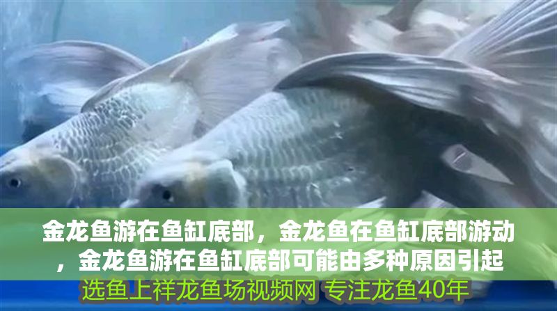 金龍魚游在魚缸底部，金龍魚在魚缸底部游動，金龍魚游在魚缸底部可能由多種原因引起