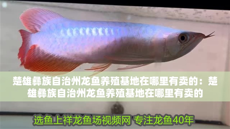 楚雄彝族自治州龍魚養殖基地在哪里有賣的:楚雄彝族自治州龍魚養殖基地在哪里有賣的 水族問答 楚雄彝族自治州龍魚養殖基地在哪里有賣的:楚雄彝族自治州龍魚養殖基地在哪里有賣的 楚雄彝族自治州龍魚養殖基地在哪里有賣的:楚雄彝族自治州龍魚養殖基地在哪里有賣的 水族問答