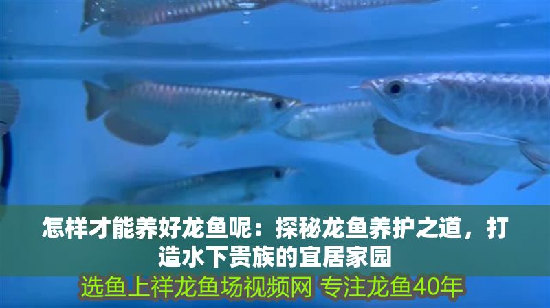 怎樣才能養(yǎng)好龍魚(yú)呢：探秘龍魚(yú)養(yǎng)護(hù)之道，打造水下貴族的宜居家園