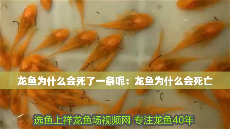 龍魚為什么會死了一條呢：龍魚為什么會死亡
