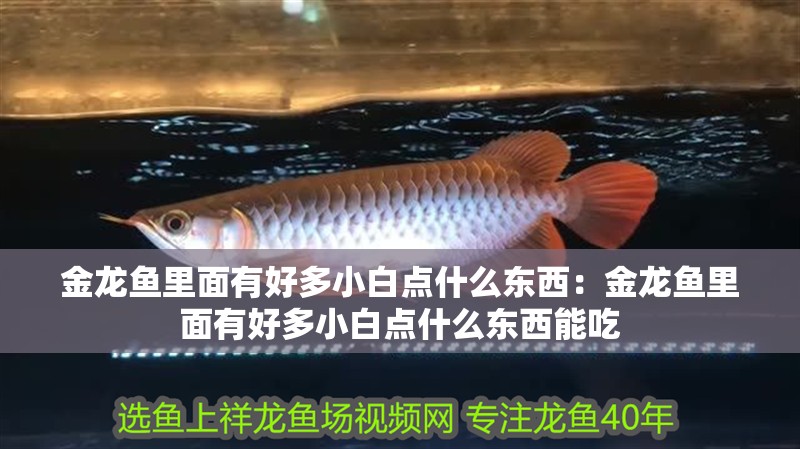 金龍魚里面有好多小白點什么東西：金龍魚里面有好多小白點什么東西能吃