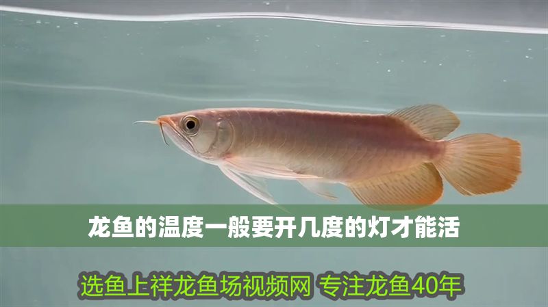 龍魚的溫度一般要開幾度的燈才能活
