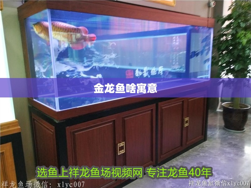 金龍魚啥寓意