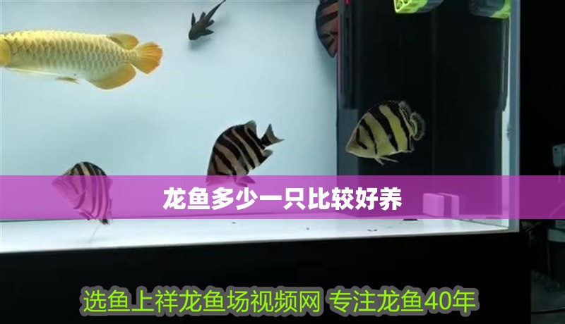 龍魚多少一只比較好養 龍魚多少一只比較好養 龍魚百科 第2張