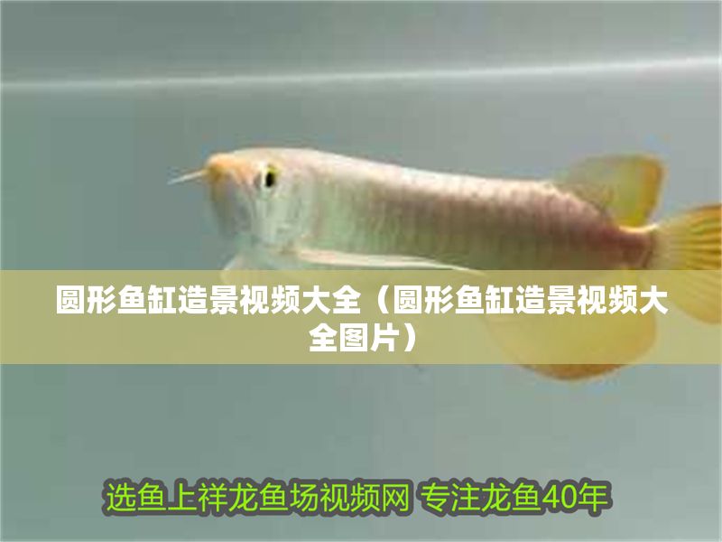 圓形魚缸造景視頻大全（圓形魚缸造景視頻大全圖片）
