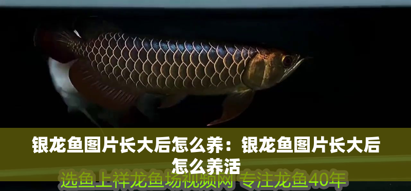 銀龍魚圖片長大后怎么養(yǎng)：銀龍魚圖片長大后怎么養(yǎng)活