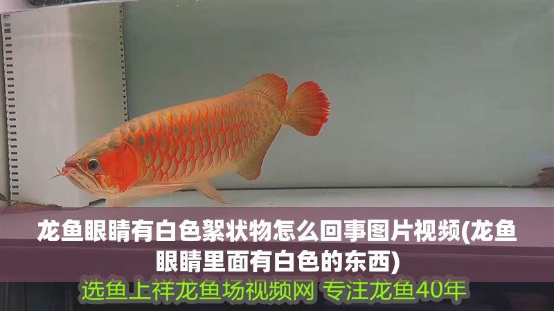 龍魚眼睛有白色絮狀物怎么回事圖片視頻(龍魚眼睛里面有白色的東西)