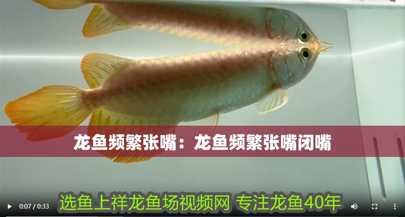 龍魚頻繁張嘴：龍魚頻繁張嘴閉嘴