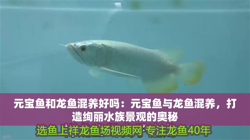 元寶魚和龍魚混養好嗎：元寶魚與龍魚混養，打造絢麗水族景觀的奧秘