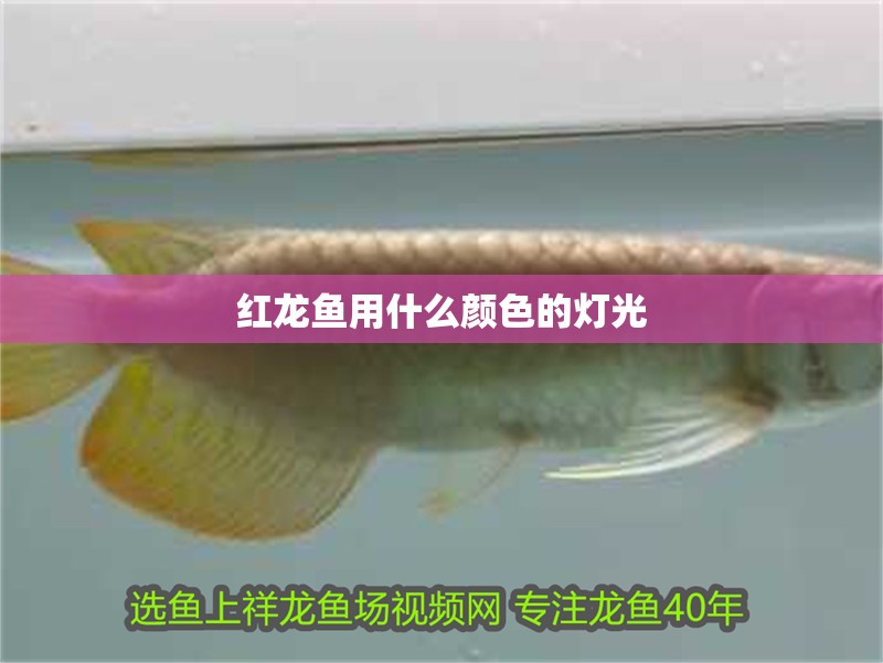 紅龍魚用什么顏色的燈光