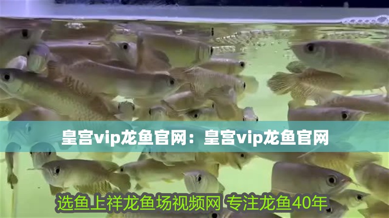 皇宮vip龍魚官網：皇宮vip龍魚官網