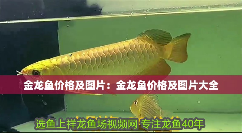 金龍魚價格及圖片：金龍魚價格及圖片大全