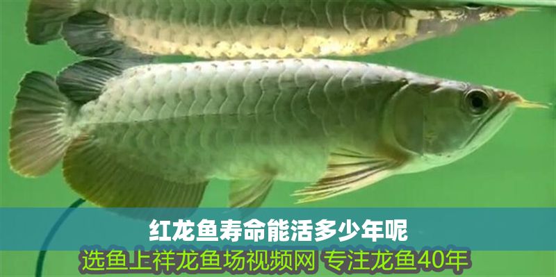 紅龍魚壽命能活多少年呢