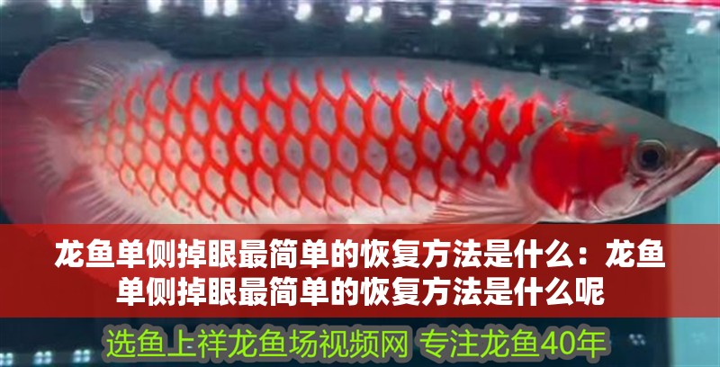 龍魚單側掉眼最簡單的恢復方法是什么：龍魚單側掉眼最簡單的恢復方法是什么呢 龍魚單側掉眼最簡單的恢復方法是什么：龍魚單側掉眼最簡單的恢復方法是什么呢 水族問答