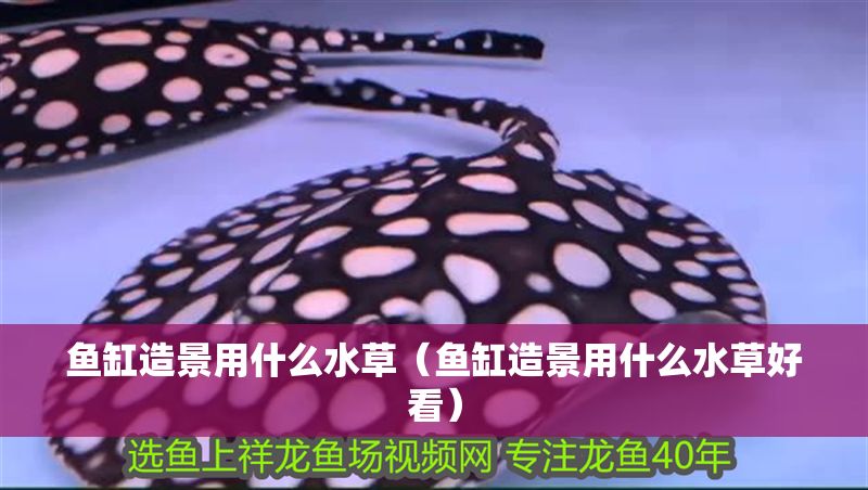魚缸造景用什么水草（魚缸造景用什么水草好看）