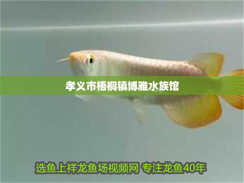 孝義市梧桐鎮博雅水族館 孝義市梧桐鎮博雅水族館 全國水族館企業名錄 第1張