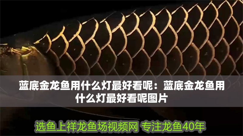 藍底金龍魚用什么燈最好看呢：藍底金龍魚用什么燈最好看呢圖片 藍底金龍魚用什么燈最好看呢：藍底金龍魚用什么燈最好看呢圖片 水族問答