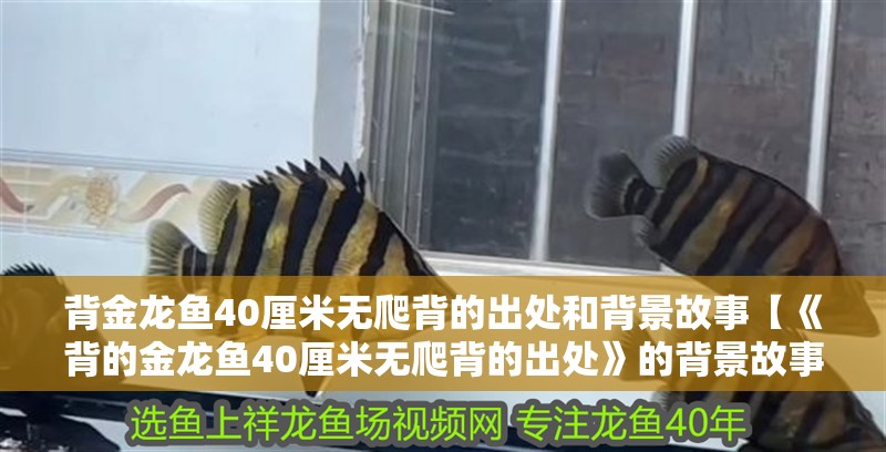 背金龍魚40厘米無爬背的出處和背景故事【《背的金龍魚40厘米無爬背的出處》的背景故事】
