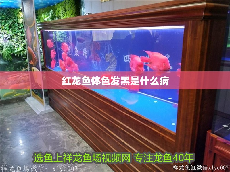 紅龍魚體色發黑是什么病