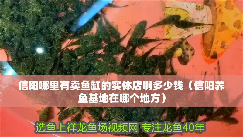 信陽哪里有賣魚缸的實體店啊多少錢（信陽養魚基地在哪個地方）
