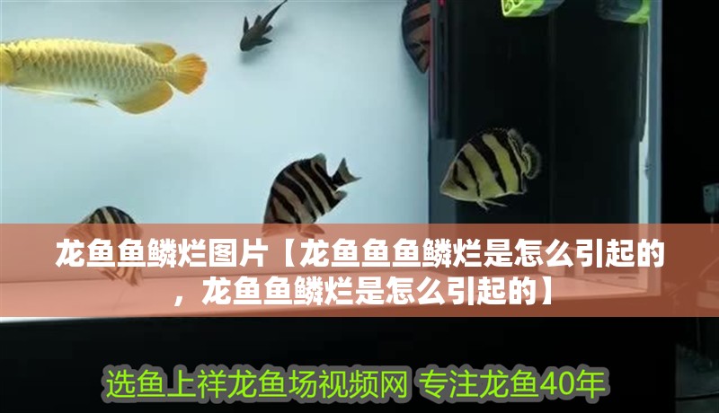 龍魚魚鱗爛圖片【龍魚魚魚鱗爛是怎么引起的，龍魚魚鱗爛是怎么引起的】