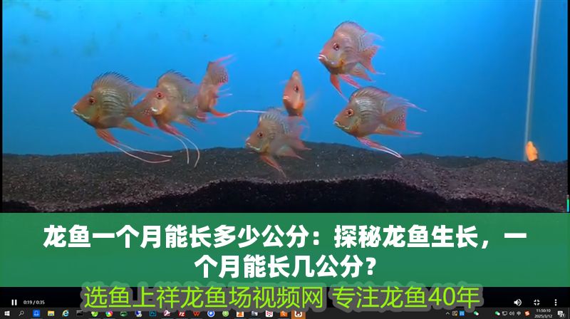 龍魚一個(gè)月能長(zhǎng)多少公分：探秘龍魚生長(zhǎng)，一個(gè)月能長(zhǎng)幾公分？