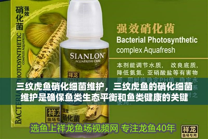三紋虎魚硝化細菌維護，三紋虎魚的硝化細菌維護是確保魚類生態平衡和魚類健康的關鍵