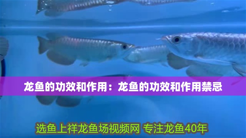 龍魚的功效和作用：龍魚的功效和作用禁忌