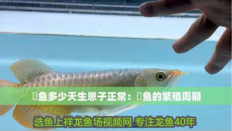 魟魚多少天生崽子正常：魟魚的繁殖周期 魟魚多少天生崽子正常：魟魚的繁殖周期 魟魚百科 第2張