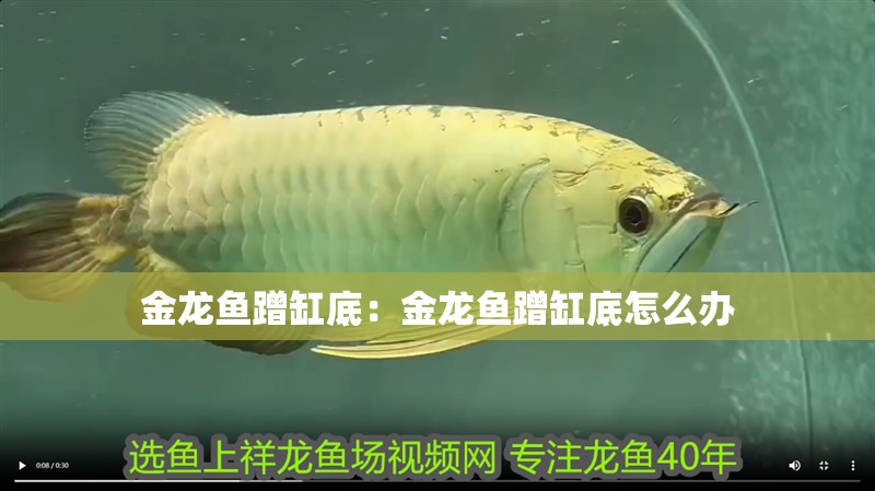 金龍魚蹭缸底：金龍魚蹭缸底怎么辦