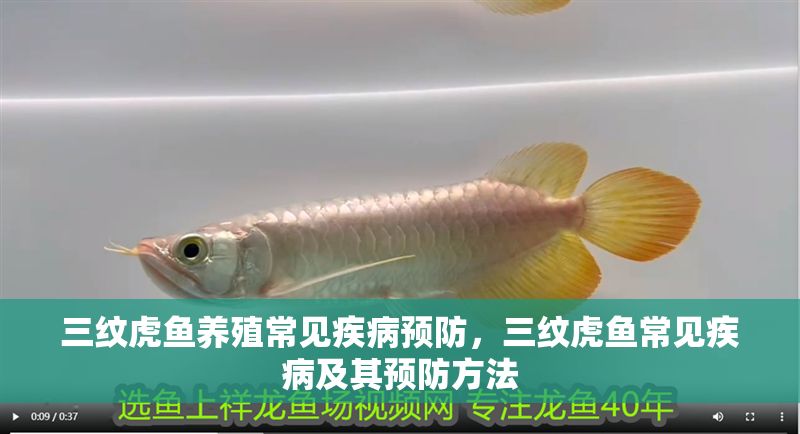 三紋虎魚養殖常見疾病預防，三紋虎魚常見疾病及其預防方法