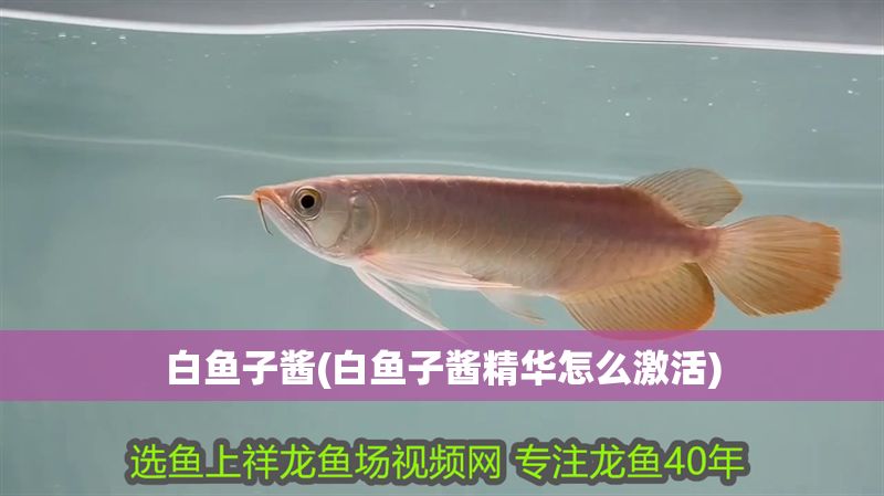 白魚子醬(白魚子醬精華怎么激活)