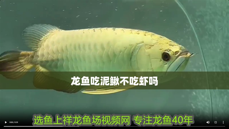 龍魚吃泥鰍不吃蝦嗎 龍魚吃泥鰍不吃蝦嗎 龍魚百科 第2張