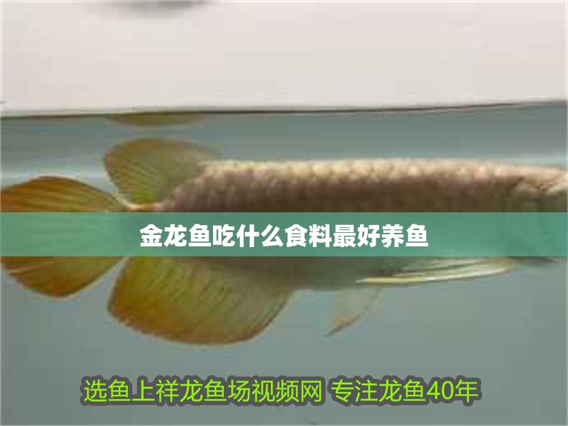 金龍魚吃什么食料最好養(yǎng)魚