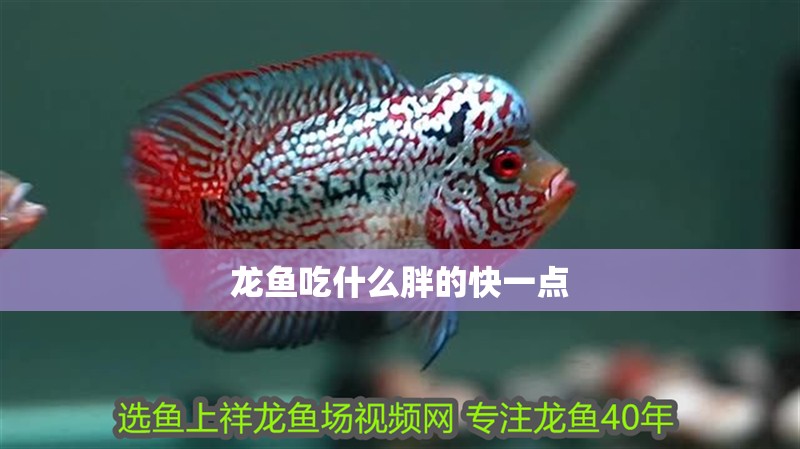 龍魚吃什么胖的快一點