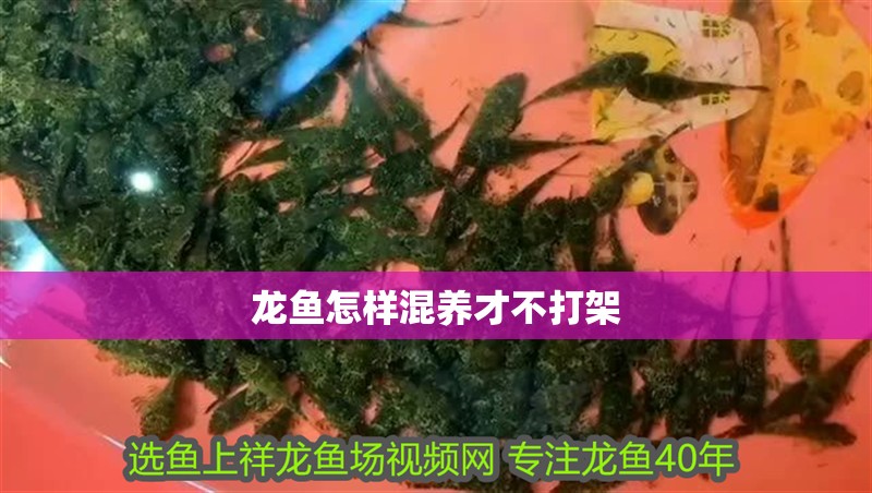 龍魚怎樣混養(yǎng)才不打架