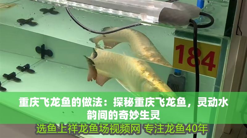 重慶飛龍魚的做法：探秘重慶飛龍魚，靈動水韻間的奇妙生靈