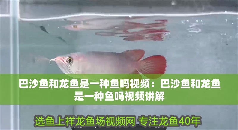 龍魚(yú)能吃豬肉嗎怎么喂食：龍魚(yú)可以吃豬肉嗎？ 龍魚(yú)能吃豬肉嗎怎么喂食：龍魚(yú)可以吃豬肉嗎？ 龍魚(yú)百科 第2張