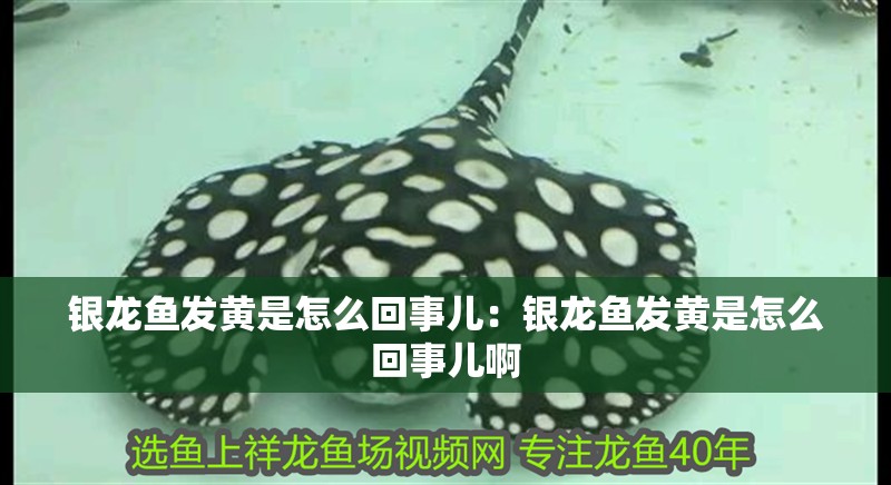 銀龍魚發黃是怎么回事兒：銀龍魚發黃是怎么回事兒啊 銀龍魚發黃是怎么回事兒：銀龍魚發黃是怎么回事兒啊 水族問答