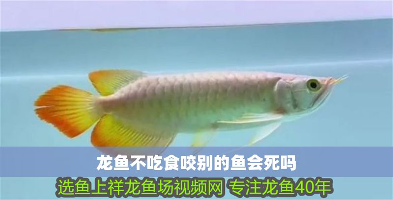 龍魚不吃食咬別的魚會死嗎