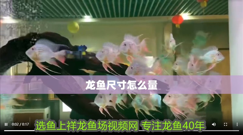 龍魚尺寸怎么量