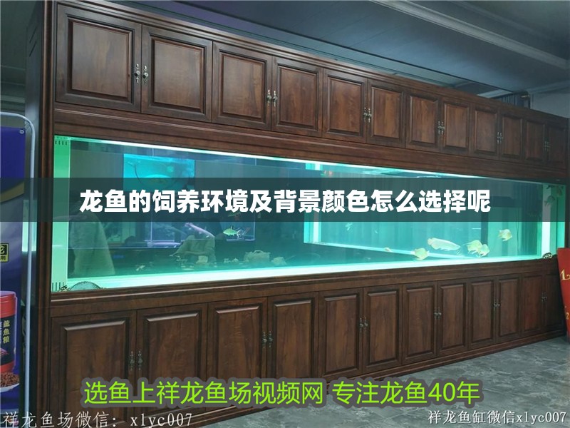 龍魚的飼養環境及背景顏色怎么選擇呢