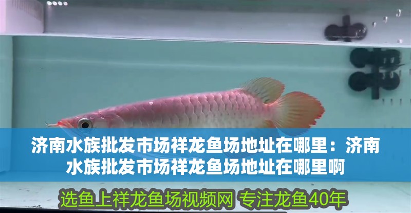 濟南水族批發(fā)市場祥龍魚場地址在哪里：濟南水族批發(fā)市場祥龍魚場地址在哪里啊