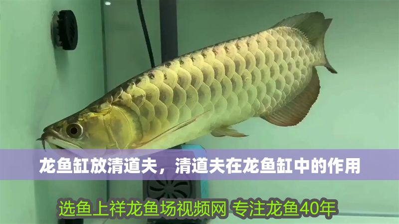 龍魚缸放清道夫，清道夫在龍魚缸中的作用 龍魚缸放清道夫，清道夫在龍魚缸中的作用 魚缸百科 第2張
