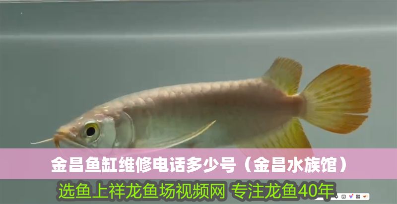 <strong><mark>金昌</mark></strong>魚缸維修電話多少號（<strong><mark>金昌</mark></strong>水族館）