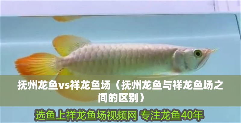 撫州龍魚vs祥龍魚場（撫州龍魚與祥龍魚場之間的區別） 撫州龍魚vs祥龍魚場（撫州龍魚與祥龍魚場之間的區別） 全國水族館企業名錄 第1張