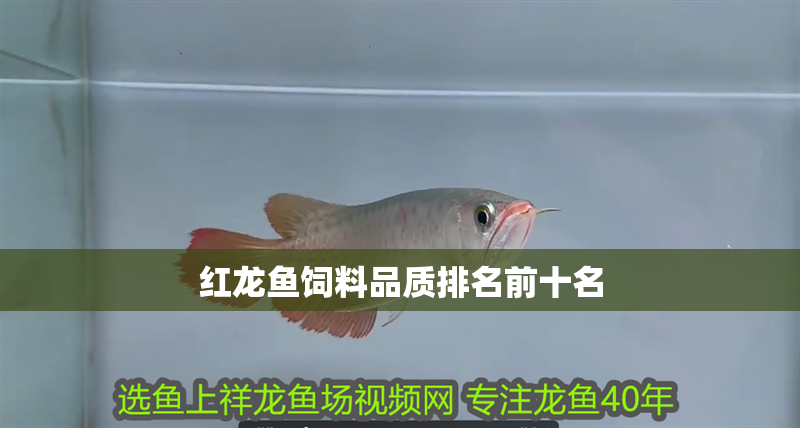 紅龍魚飼料品質排名前十名