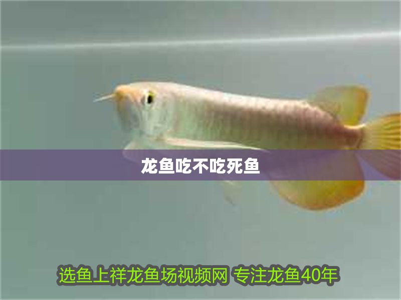 龍魚吃不吃死魚